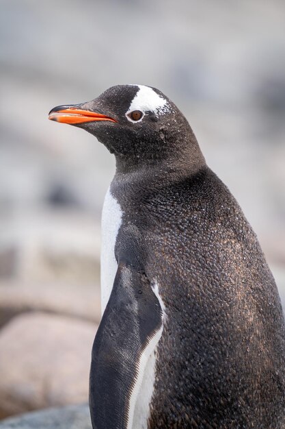 Фото Клоуз-ап освещенной солнцем камеры для наблюдения за пингвинами