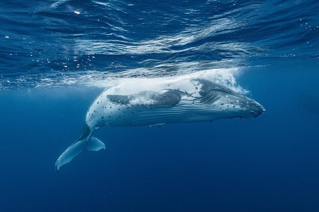 写真 海で泳ぐときのクローズアップ