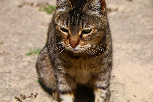 写真 タビー猫のクローズアップ