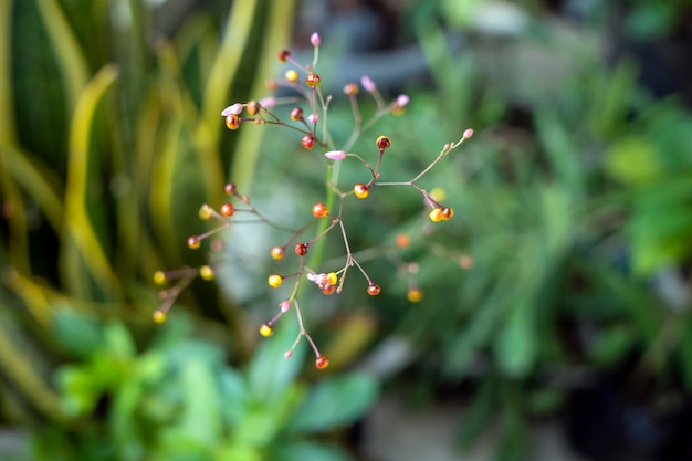 Фото Близкий взгляд на цветок talinum paniculatum или яванский цветок капусты