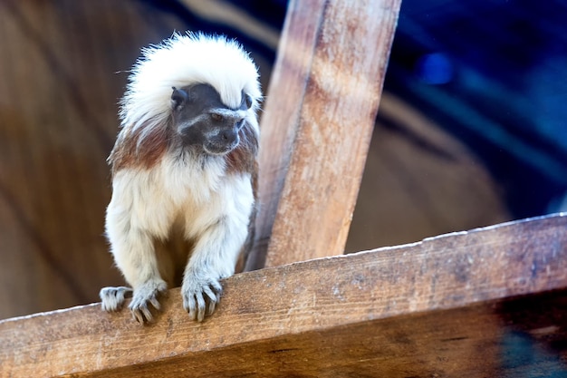 写真 枝の上のタマリン猿のクローズアップ