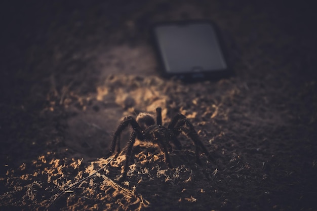 写真 タランチュラのクローズアップ