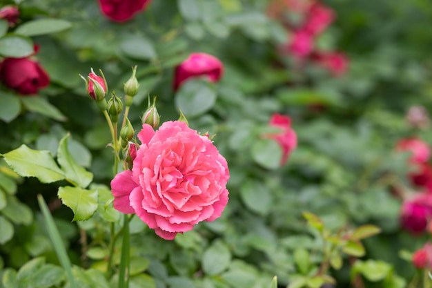 화창한 날 콘크리트 냄비에 부드러운 분홍색 장미 덤불 꽃과 닫힌 새싹을 닫습니다. 도시 공원 골목에 있는 분홍색 장미의 뒷면에 있는 나무 질감 판자