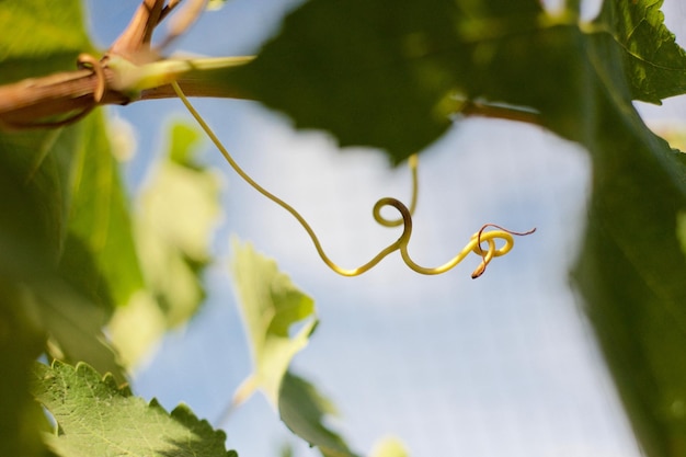 写真 植物の<unk>のクローズアップ