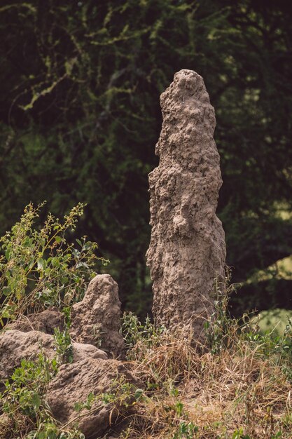 Фото Близкий взгляд на гнездо термитов