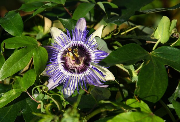 Фото Близкий взгляд на цветок страстного фрукта летом passiflora edulis