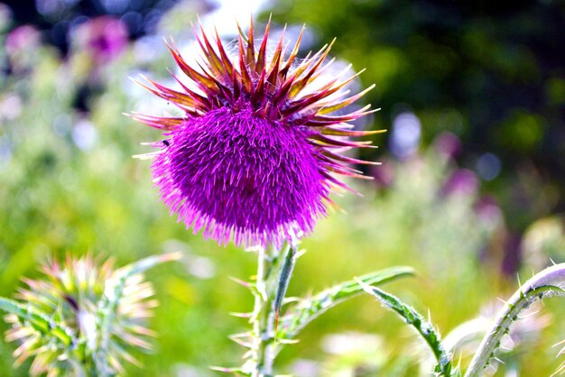 写真 <unk>の花のクローズアップ