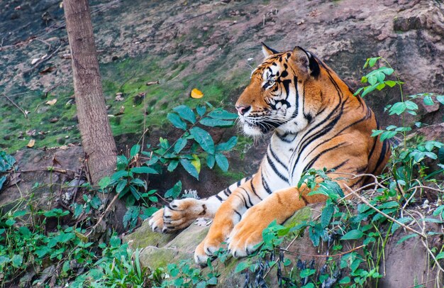 Фото Близкий план тигра на фоне растений