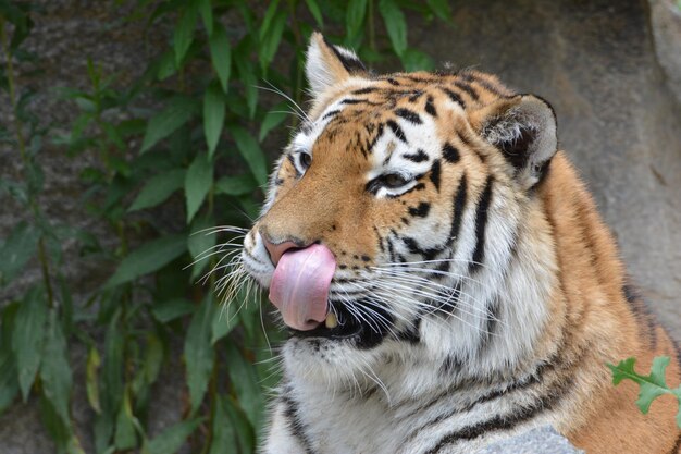 写真 虎のクローズアップ