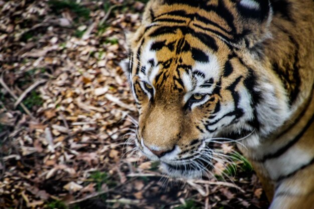 写真 虎のクローズアップ