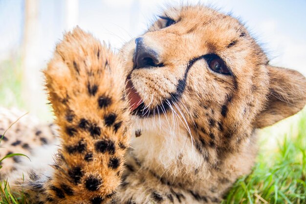 写真 虎のクローズアップ