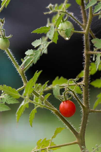 写真 植物の上でトマトが育つクローズアップ