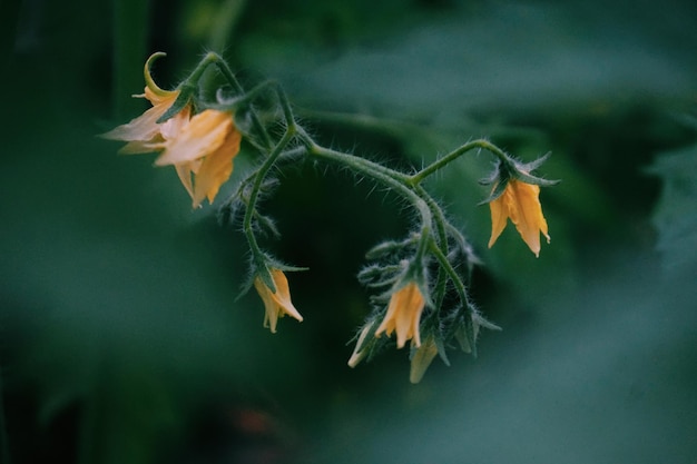 写真 トマトの植物のクローズアップ