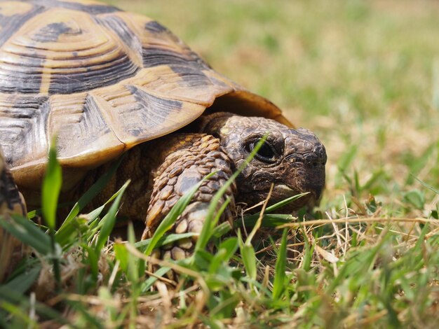 写真 フィールドでのカメのクローズアップ