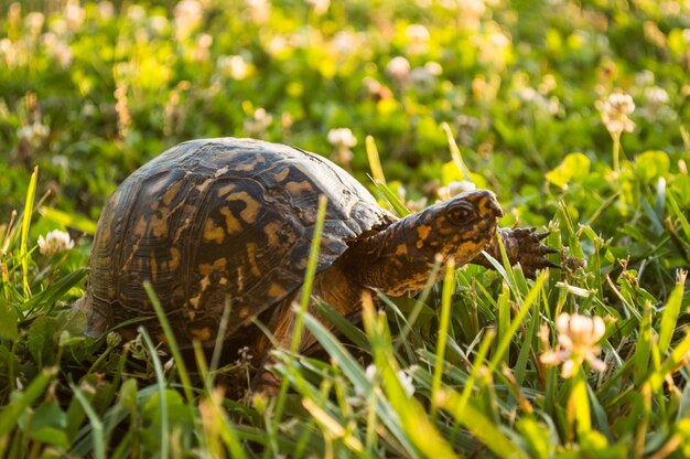 写真 草の上にあるカメのクローズアップ