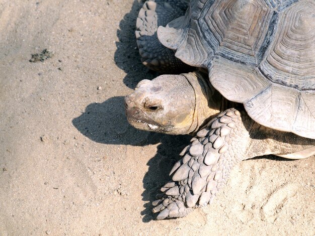 写真 砂上のカメのクローズアップ