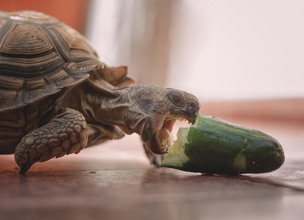 写真 テーブル上のカメのクローズアップ