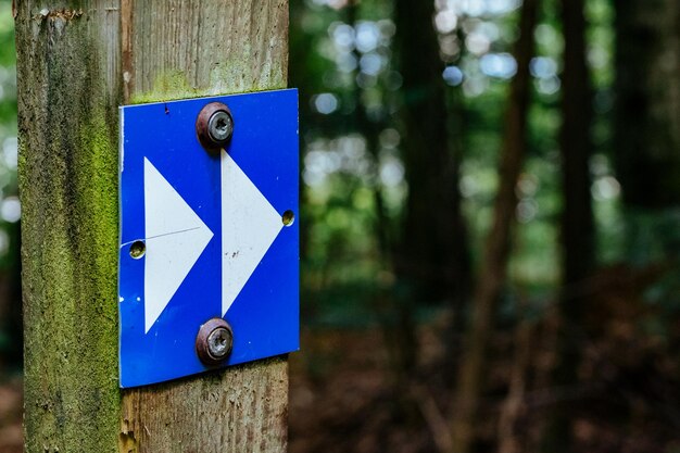 写真 空に照らされた木のクローズアップ