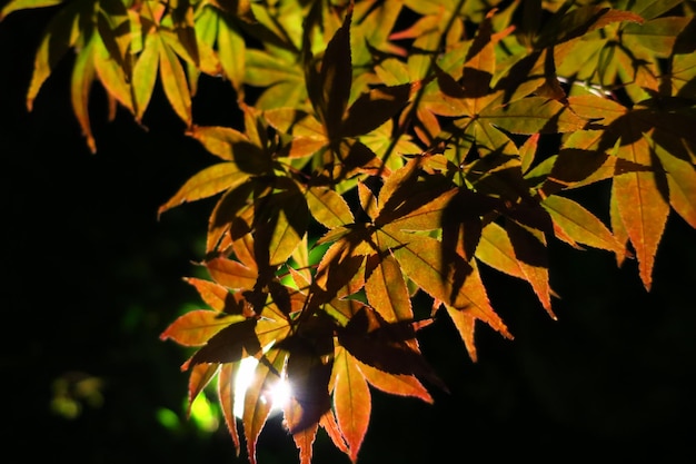 사진 밤 에 나무 의 클로즈업