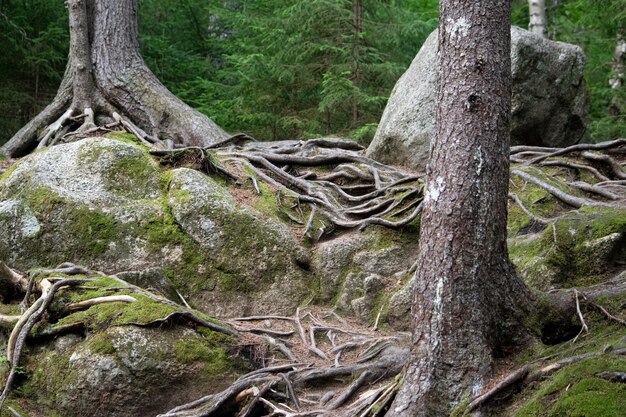 写真 森の木の根のクローズアップ