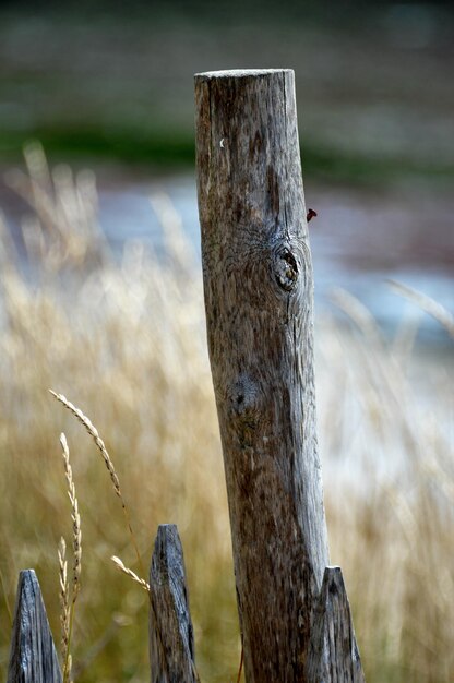 Фото Близкий взгляд на ствол дерева на деревянном столбе
