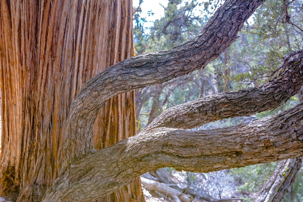 写真 森林 の 木 の 幹 の クローズアップ