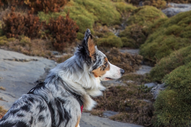 写真 山の中のトリコロールボーダーコリー犬のクローズアップ