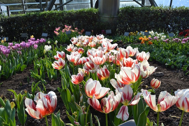 Фото Близкий план цветущих тюльпанов на поле