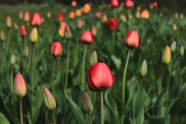 Фото Ближайший план тюльпанов, цветущих на открытом воздухе