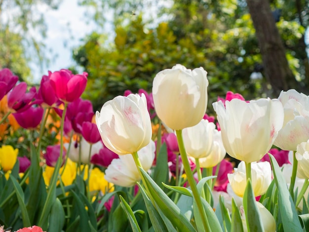 Фото Близкий план тюльпанов в парке