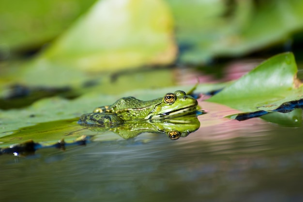 写真 湖のカメカエルのクローズアップ