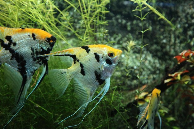 写真 水族館のカメのクローズアップ