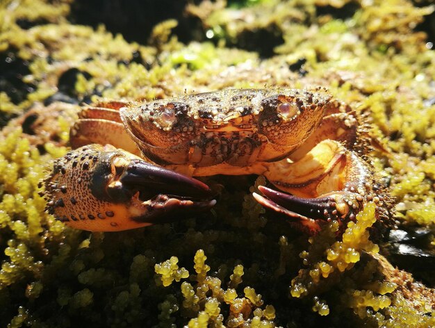 写真 海中のカメのクローズアップ