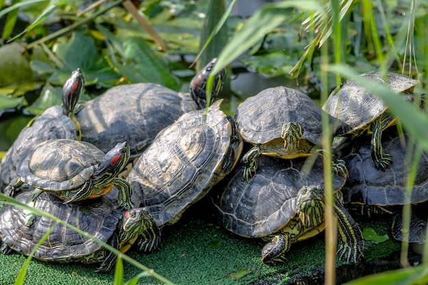 写真 海中のカメのクローズアップ