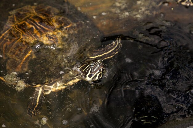 写真 海中のカメのクローズアップ