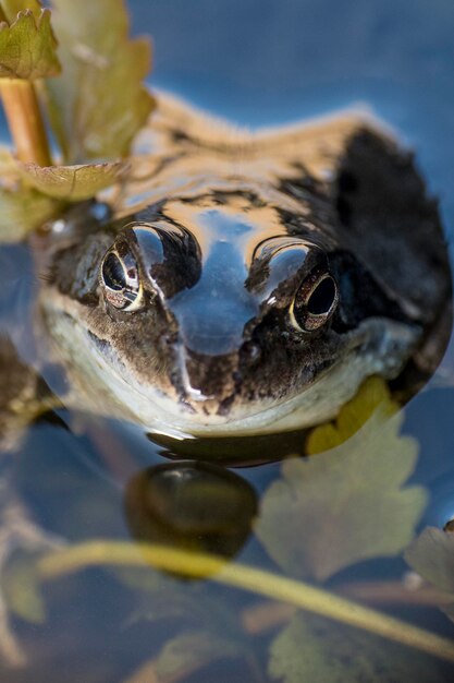 写真 水中のカメのクローズアップ