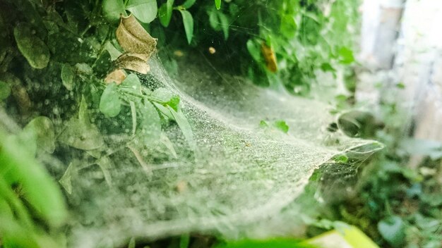 写真 水中のカメのクローズアップ