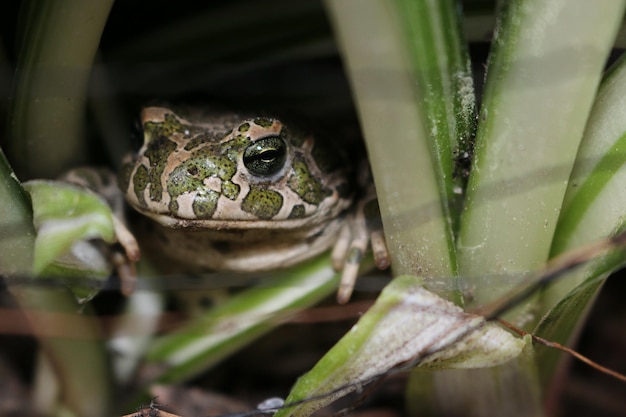 写真 水中のカメのクローズアップ