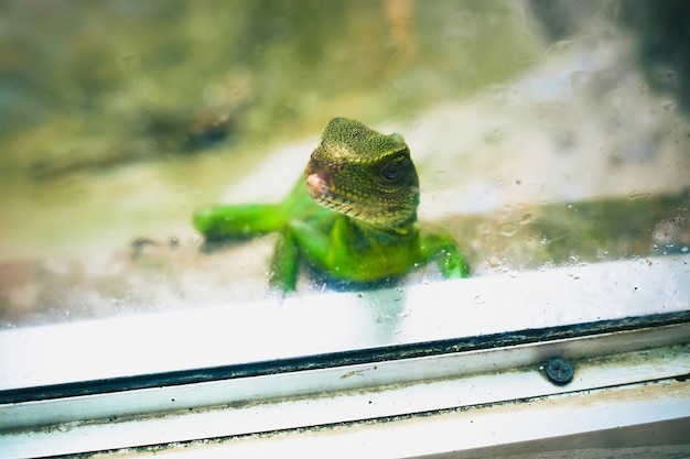 写真 水中のカメのクローズアップ