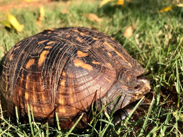 写真 野原でのカメのクローズアップ