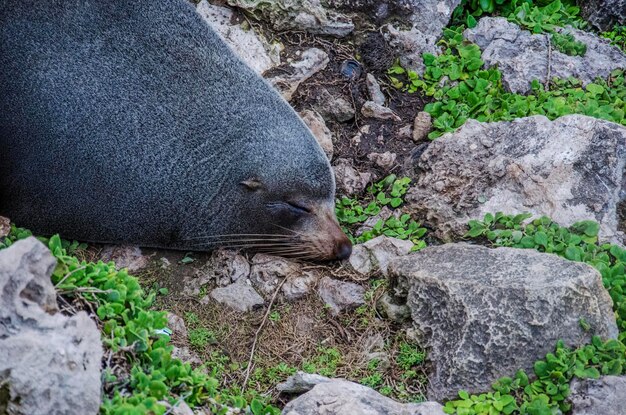 写真 岩の上にあるカメのクローズアップ