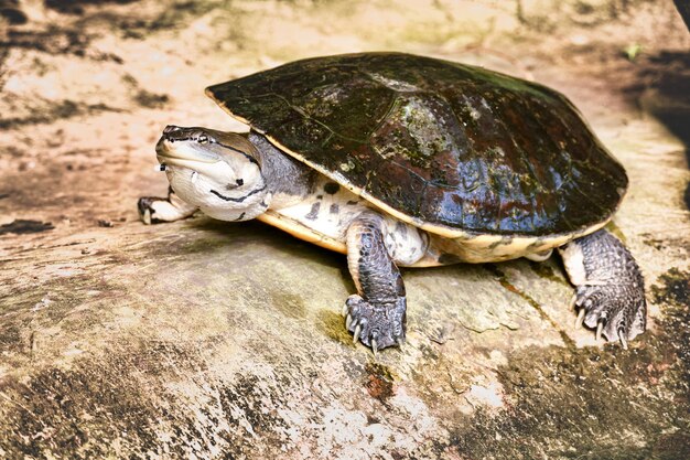 写真 岩の上にあるカメのクローズアップ