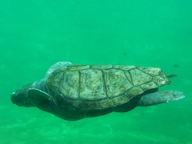 写真 海で泳ぐカメのクローズアップ