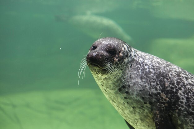 写真 海で泳ぐカメのクローズアップ