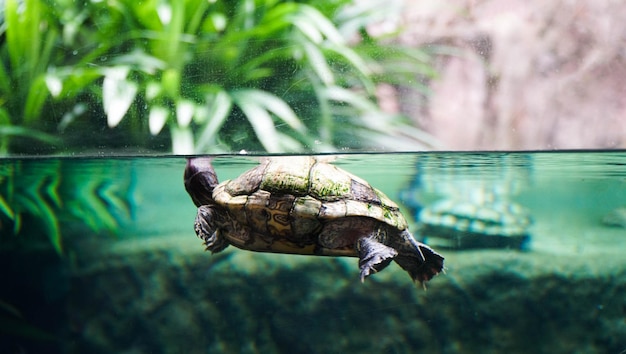 写真 海で泳ぐカメのクローズアップ