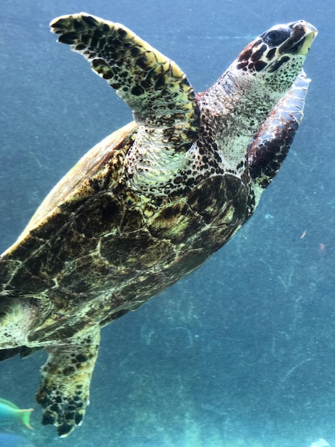 写真 海で泳ぐカメのクローズアップ