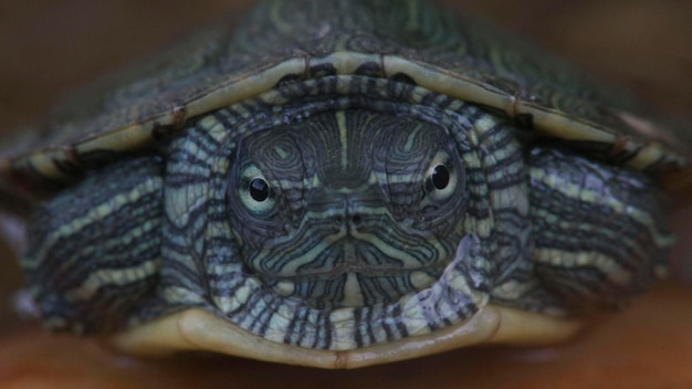 사진 거북이 의 클로즈업