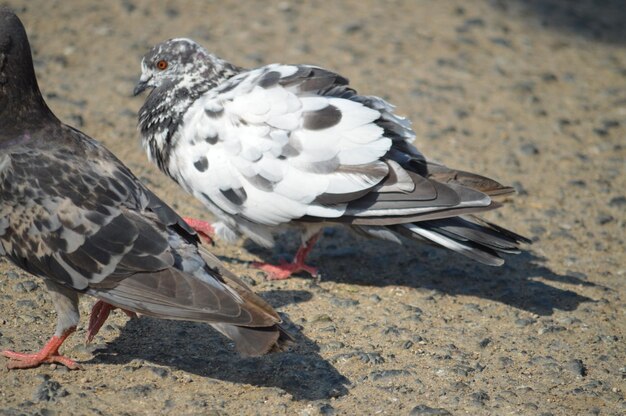 写真 陸上の2匹の鳥のクローズアップ