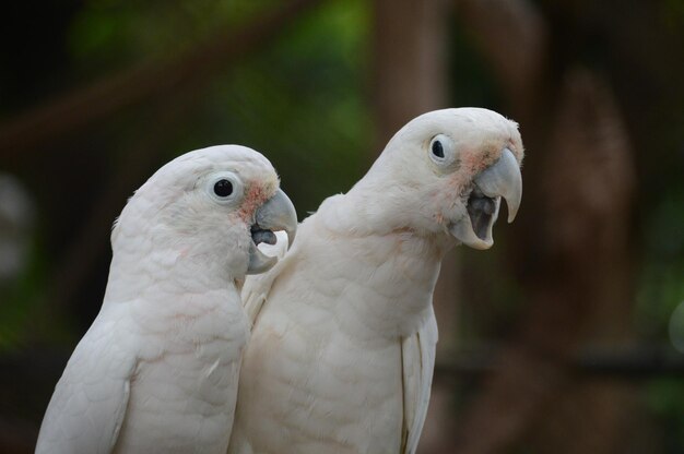 写真 2匹の鳥のクローズアップ