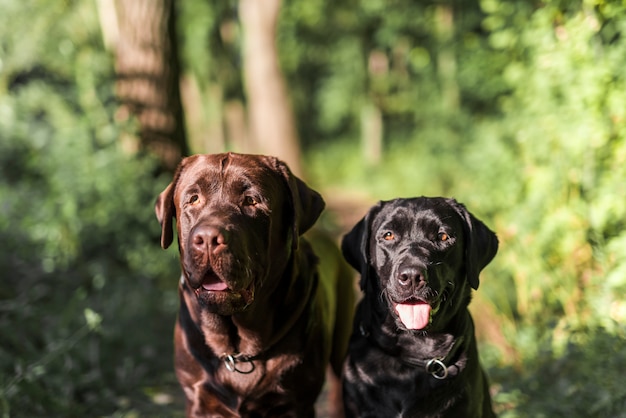 写真 舌を突き出て2つの黒と茶色のラブラドールのクローズアップ